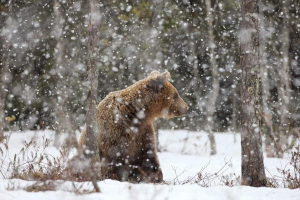 Медведь в зимнем лесу