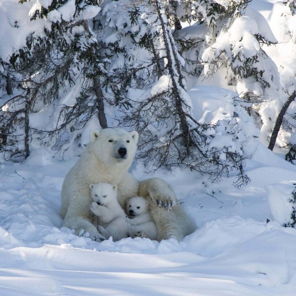 Медведь зимой