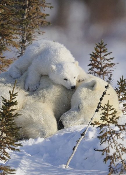 Животные в лесу зимой