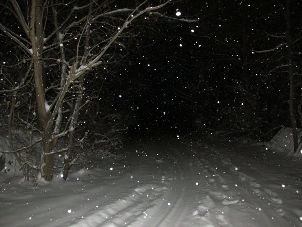 Метель ночью в лесу