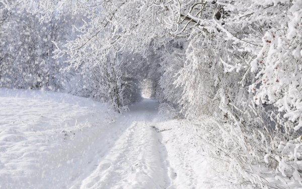 Зимняя дорога в лесу