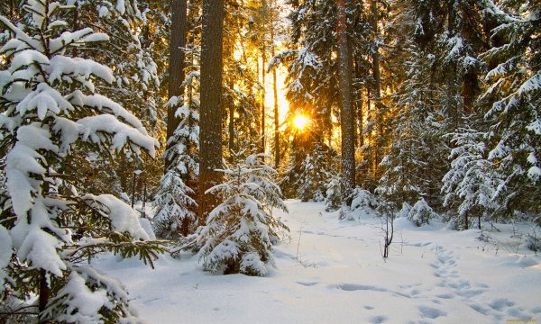 Заснеженный лес