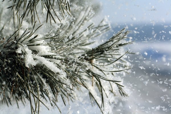 Пушистая зима