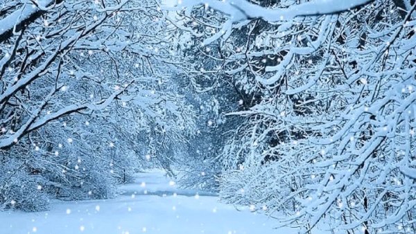 Снег кружится зимние лес