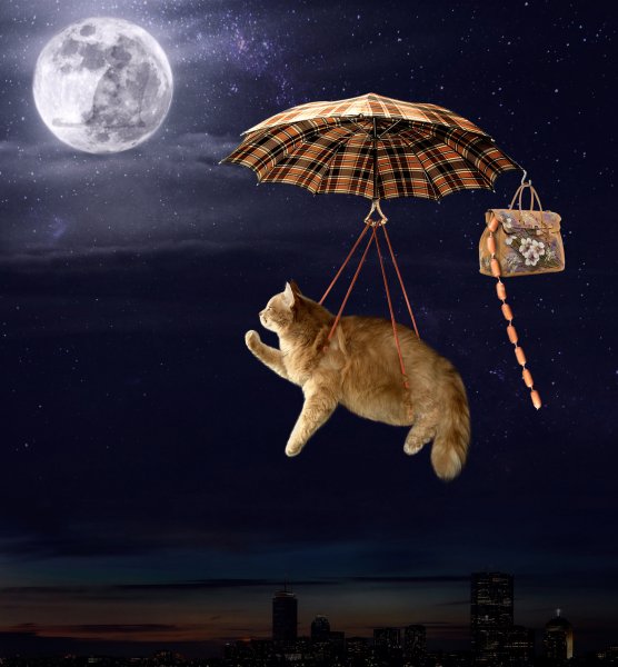Кот и Луна