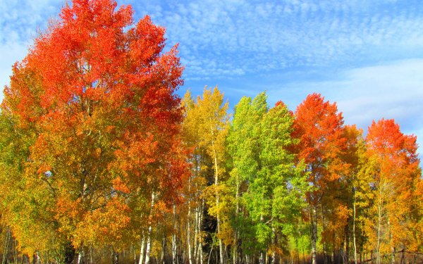 Осенний лес