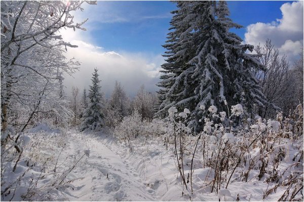 Зимняя Уссурийская Тайга