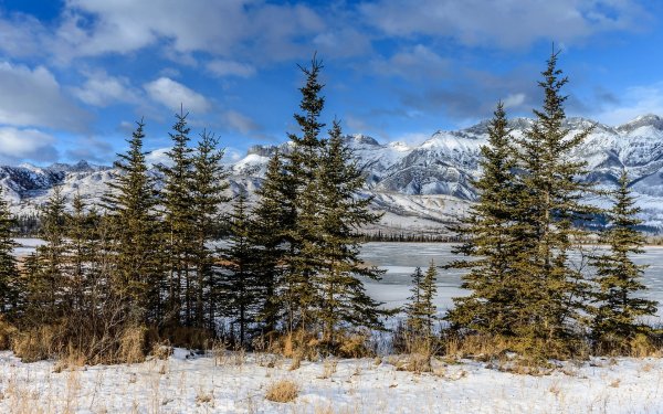 Сибирская ель в лесотундре