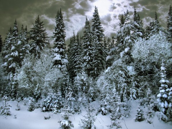 Тайга в снегу