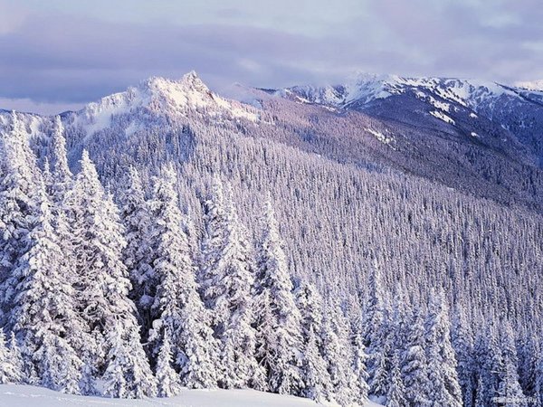 Зимняя Сибирская Тайга