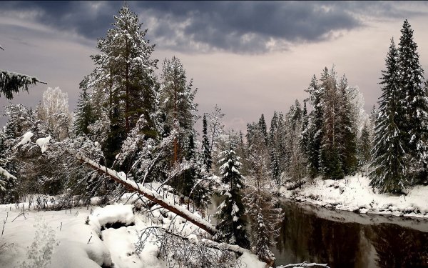 Темнохвойная Пихтовая Тайга Сибирь