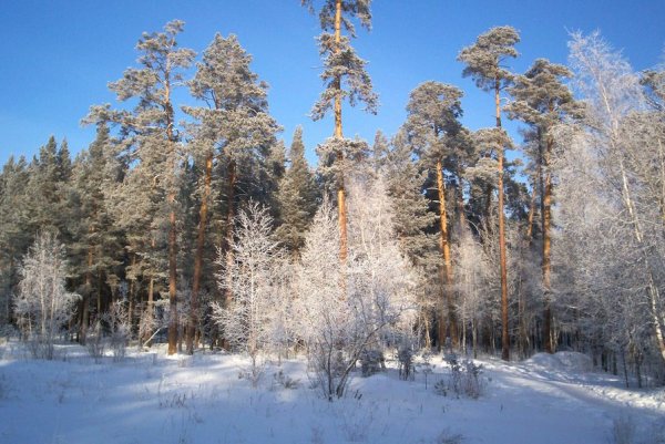 Сибирский лес Сибирская Тайга зима