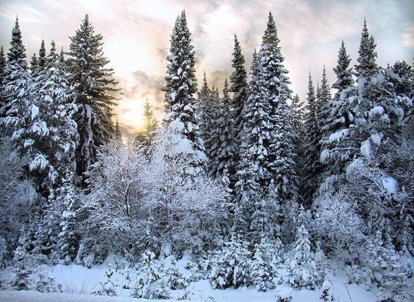 Сибирь зимой Тайга