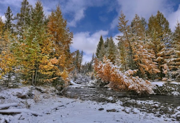 Алтай осень Тайга