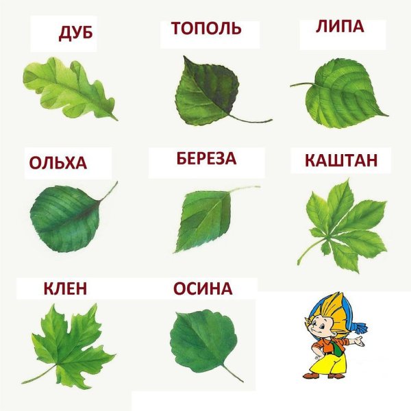 Игра для детей с какого дерева листочек
