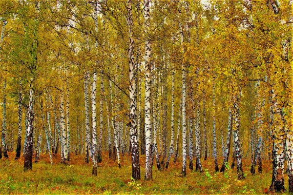 Березовая роща СХИ осень