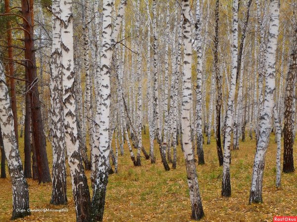 Березовая роща осенью. (1903 Год.)