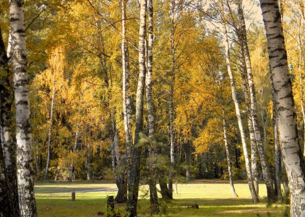 Золотая осень Березовая роща Церковь