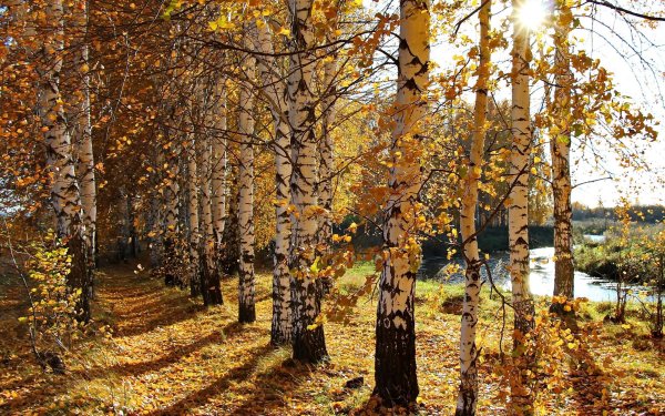 Дубовая роща осень Левитан