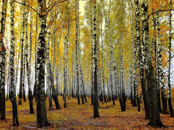 Березовая роща Бологое осенью