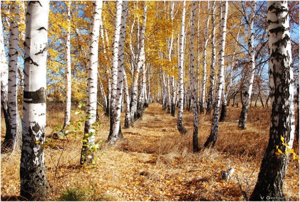 Берёзовая роща Красноуфимск осенью