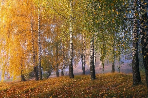 Березовая роща СХИ осень