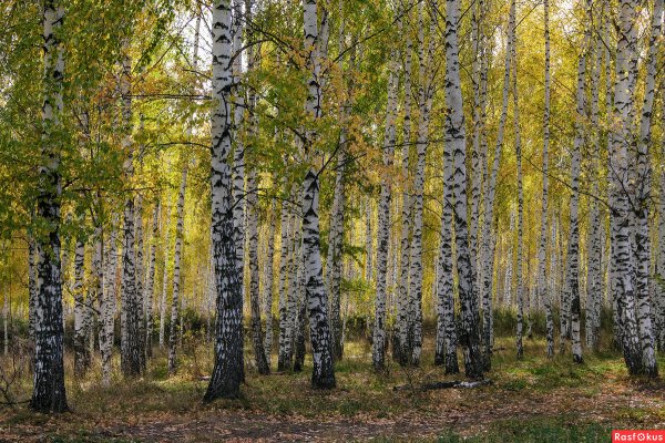 Березовая роща Казань