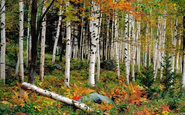 Осень в лесу