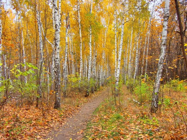Березовая роща Золотая осень