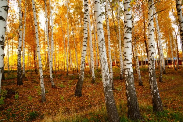 Золотая осень Березовая роща Церковь