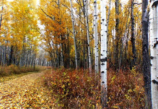 Береза в октябре
