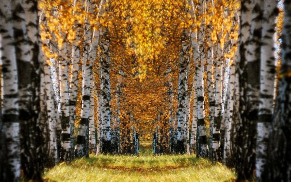 Березова роща Золотая осень