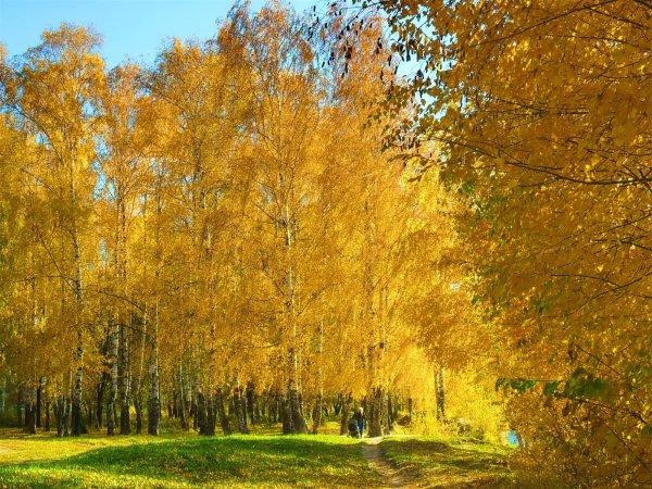 Роща Золотая Константиново