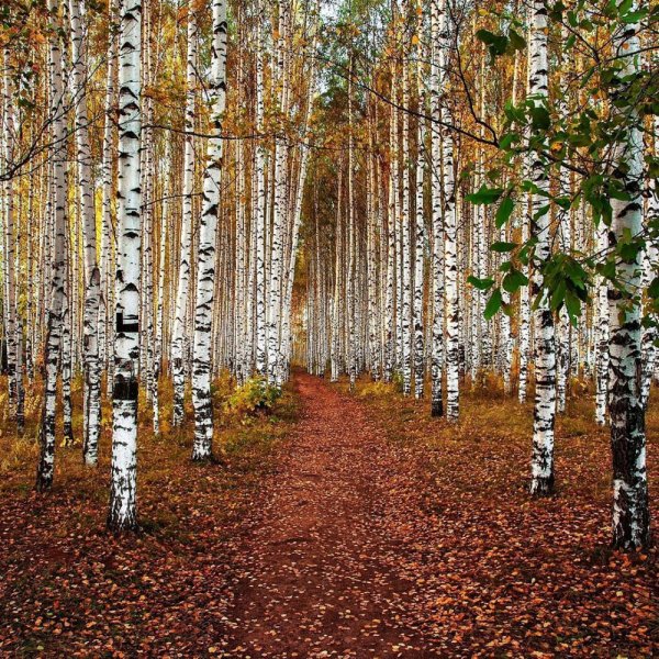 Саракташ Березовая роща
