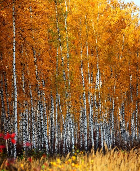 Берёзовая роща Орехово-Зуево