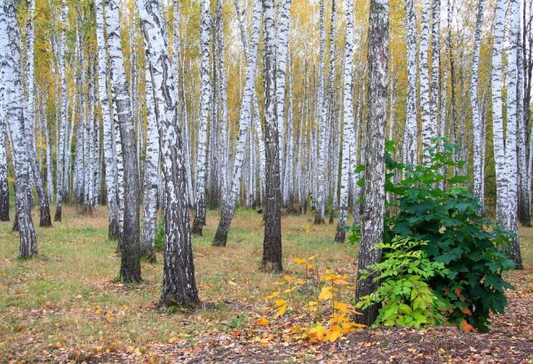 Березовая роща СХИ осень