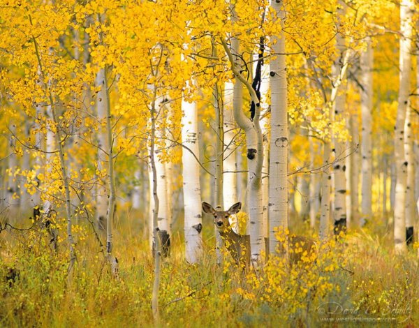 Отговорила роща Золотая березовым пейзаж