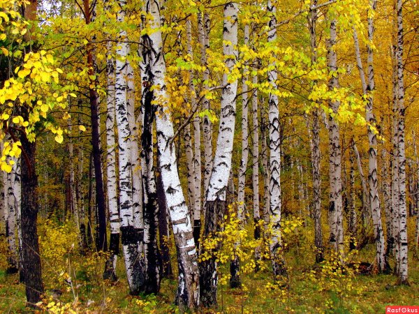 Березы Южного Урала