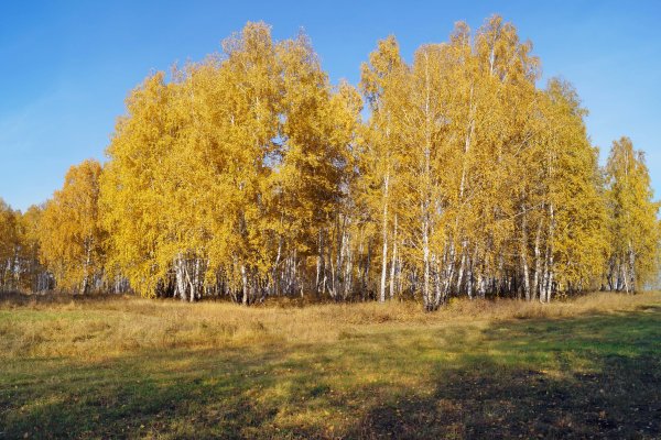 Золотая Березовая роща осенью