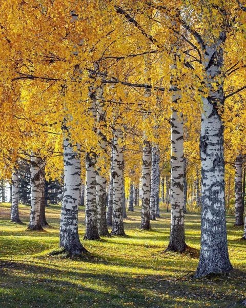 Золотая Березовая роща осенью