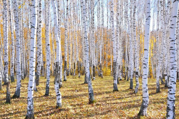 Березовый лес осенью