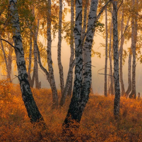Березова роща Золотая осень