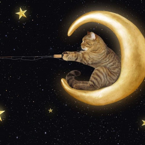Кошка сидит на Луне