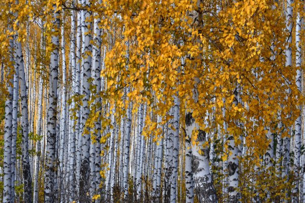 Золотая осень Березовая роща Церковь