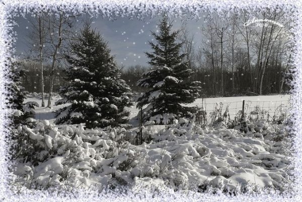 В лесу зимой идет снег