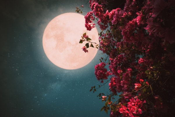 Луна и цветы