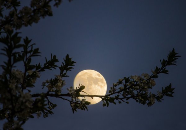 Полнолуние табаунга