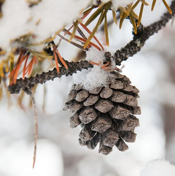 Еловые шишки в снегу