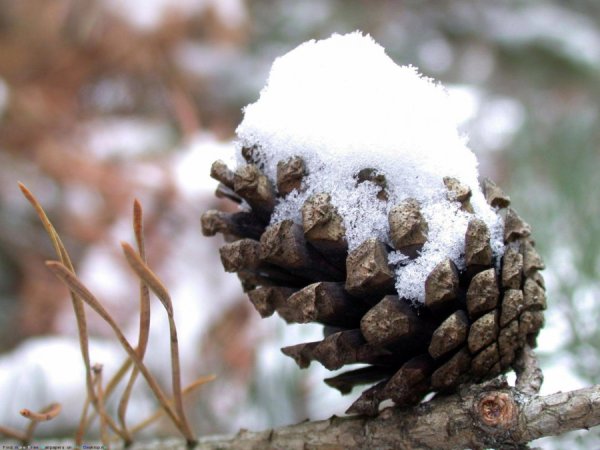 Шишки зимой