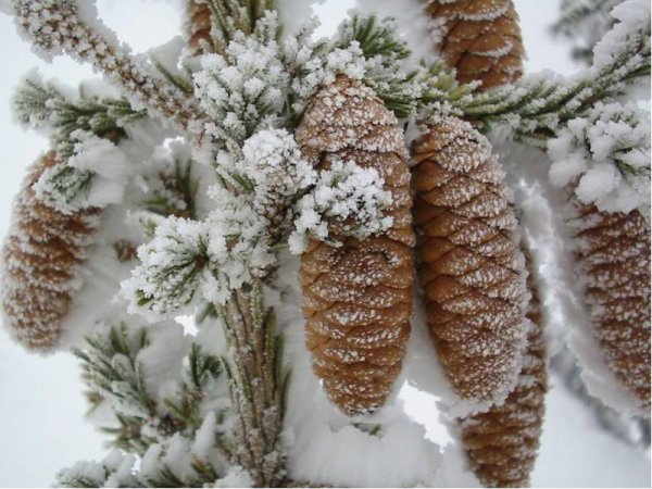 Еловые шишки в снегу